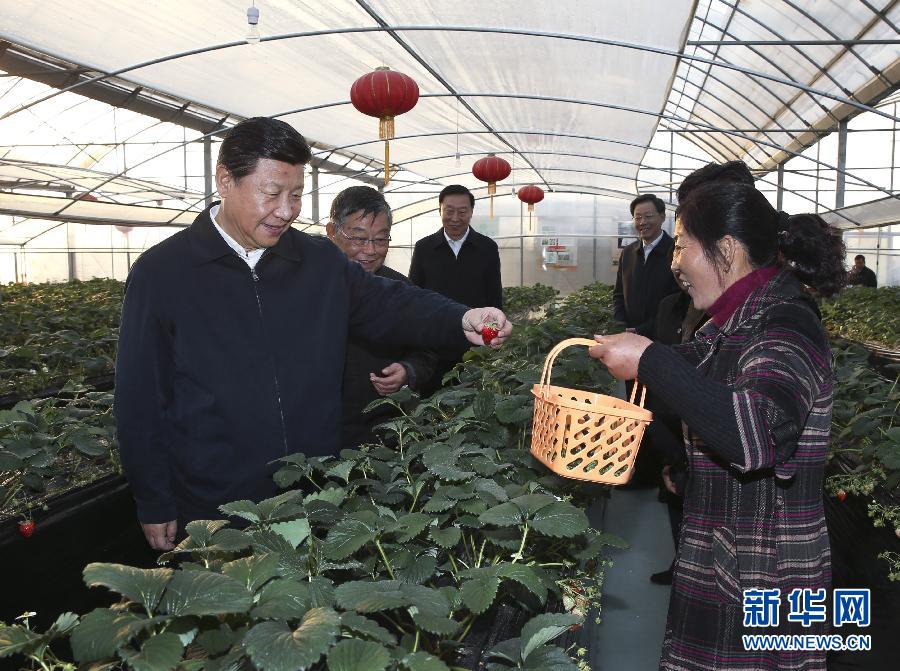 12月13日至14日，中共中央总书记、国家主席、中央军委主席习近平在江苏调研。这是13日下午，习近平在镇江市丹徒区世业镇先锋村农业园草莓大棚，实地察看草莓生长情况。新华社记者 兰红光 摄